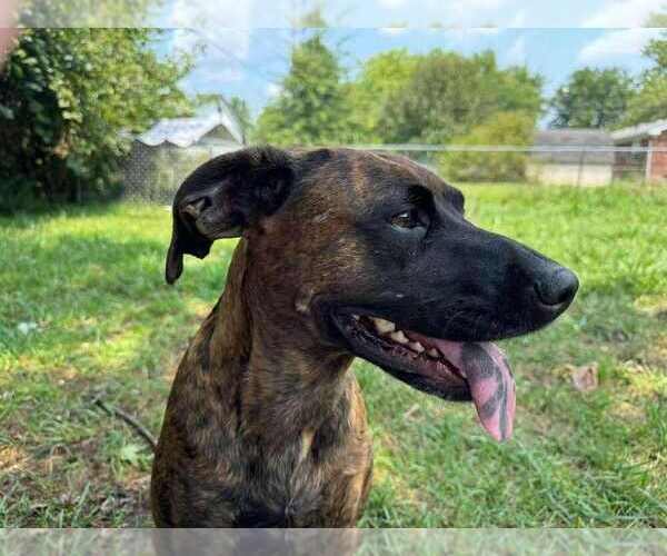 Medium Photo #2 Bogle Puppy For Sale in Aurora, IN, USA