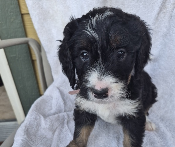 Medium Photo #13 Bernedoodle Puppy For Sale in REDMOND, OR, USA