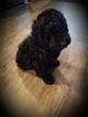 Small Photo #1 Labradoodle Puppy For Sale in JERSEYVILLE, IL, USA