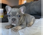 Puppy Cheeks French Bulldog