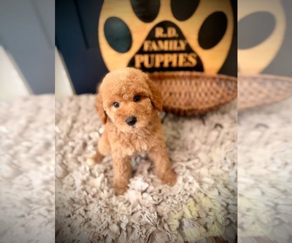 Medium Photo #4 Poodle (Standard) Puppy For Sale in CROSSVILLE, TN, USA