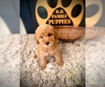 Small #3 Poodle (Standard)