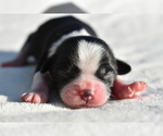 Image preview for Ad Listing. Nickname: Bikkie