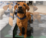 Small #1 Mutt