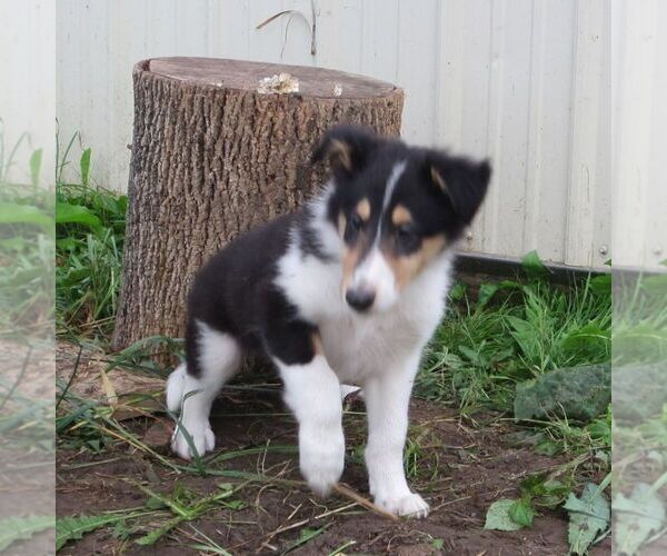 Medium Photo #1 Collie Puppy For Sale in FORT PLAIN, NY, USA