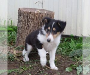 Collie Puppy for sale in FORT PLAIN, NY, USA