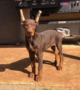 Medium Photo #1 Doberman Pinscher Puppy For Sale in HARKER HEIGHTS, TX, USA