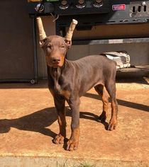 Doberman Pinscher Puppy for sale in HARKER HEIGHTS, TX, USA