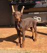 Small Photo #1 Doberman Pinscher Puppy For Sale in HARKER HEIGHTS, TX, USA