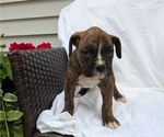 Small Photo #10 Boxer Puppy For Sale in GOSHEN, IN, USA