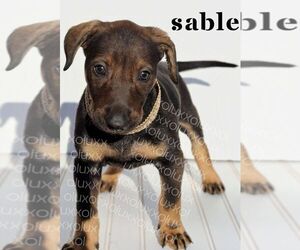 Xoloitzcuintli (Mexican Hairless) Puppy for sale in MERCED, CA, USA