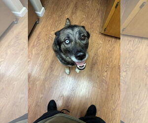 German Shepherd Dog-Unknown Mix Dogs for adoption in Woodland, CA, USA