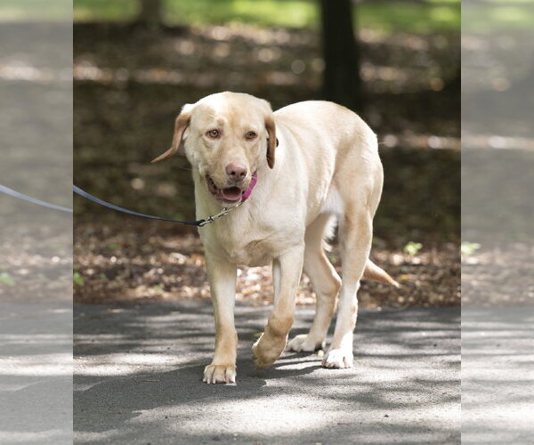 Medium Photo #3 Labrador Retriever Puppy For Sale in Arlington, VA, USA