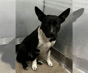 Mutt Dogs for adoption in San Bernardino, CA, USA