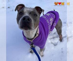 American Pit Bull Terrier Dogs for adoption in Center Township, PA, USA