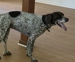 Small Photo #1 German Shorthaired Pointer Puppy For Sale in CHARLOTTESVILLE, VA, USA