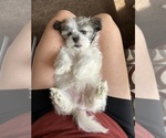 Small Photo #15 Mal-Shi Puppy For Sale in ROGERS, MN, USA