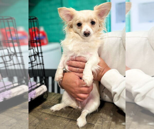 Medium Photo #2 Chihuahua-Unknown Mix Puppy For Sale in Pittsburg, CA, USA