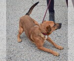 Small Photo #4 Labbe Puppy For Sale in Huntley, IL, USA