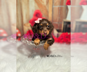 Dachshund Puppy for sale in RIPLEY, MS, USA