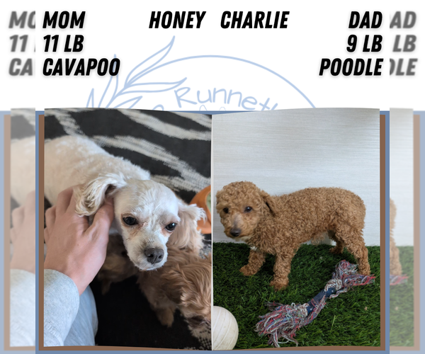 Medium Photo #35 Cavapoo (Miniature) Puppy For Sale in GOSHEN, IN, USA