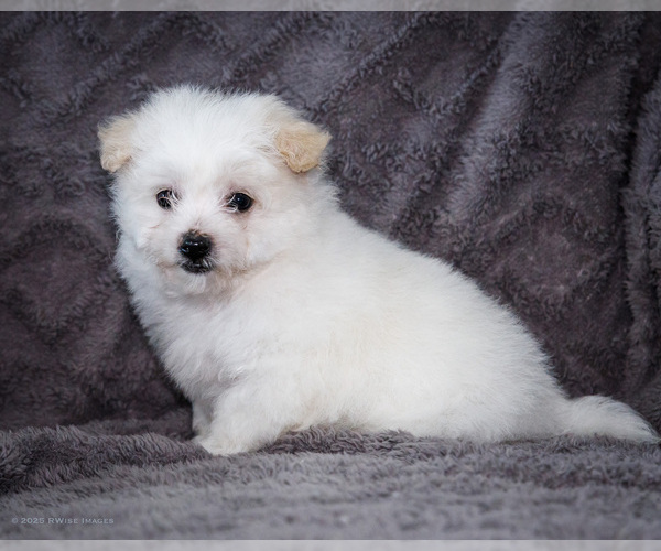 Medium Photo #20 Bichon Frise Puppy For Sale in WAKARUSA, IN, USA