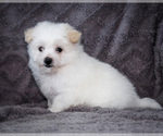 Small #9 Bichon Frise