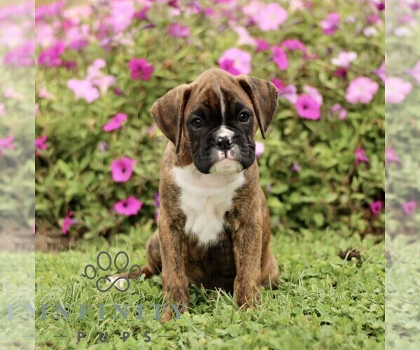 Medium Photo #3 Boxer Puppy For Sale in GORDONVILLE, PA, USA