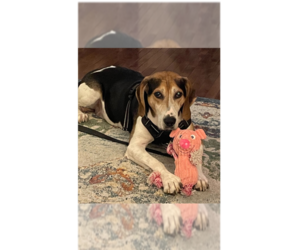 Huck - Male Treeing Walker Coonhound-Unknown Mix Dog for Adoption - Photo #5
