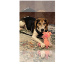 Small #4 Treeing Walker Coonhound Mix