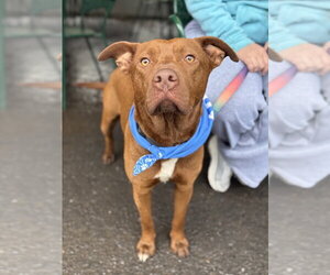 Chesapeake Bay Retriever-Unknown Mix Dogs for adoption in Shermans Dale, PA, USA