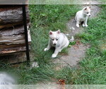 Small Photo #5 Pomsky Puppy For Sale in NORTHBOROUGH, MA, USA