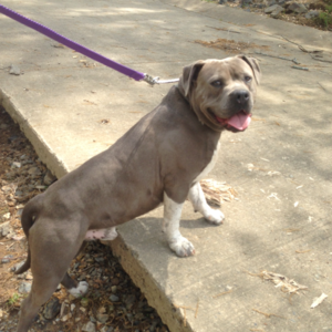 Medium Photo #1 American Pit Bull Terrier Puppy For Sale in MALVERN, AR, USA