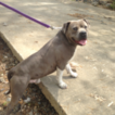 Small Photo #1 American Pit Bull Terrier Puppy For Sale in MALVERN, AR, USA