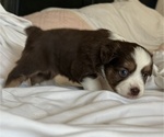Puppy Sara Miniature Australian Shepherd