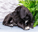 Small #11 Great Dane