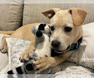 Labrador Retriever-Unknown Mix Dogs for adoption in Germantown, OH, USA