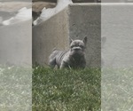 Small #11 French Bulldog