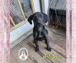Small #2 Treeing Walker Coonhound Mix
