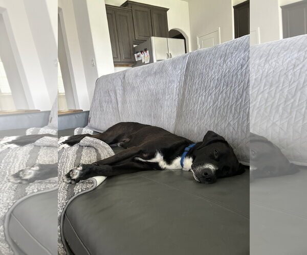 Medium Photo #4 Collie-Labrador Retriever Mix Puppy For Sale in McKinney, TX, USA