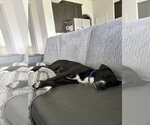 Small #3 Collie-Labrador Retriever Mix