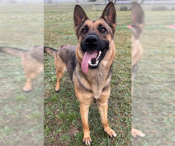 Medium Photo #2 German Shepherd Dog Puppy For Sale in Rosenberg, TX, USA