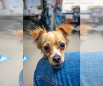 Small Photo #2 Chihuahua-Unknown Mix Puppy For Sale in Mundelein, IL, USA