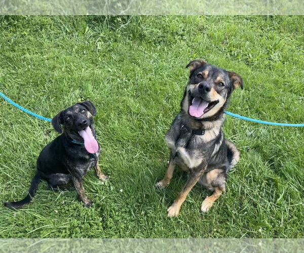 Medium Photo #21 Mutt Puppy For Sale in Rockaway, NJ, USA