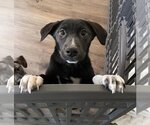 Small Photo #6 Labrador Retriever-Unknown Mix Puppy For Sale in Shillington, PA, USA
