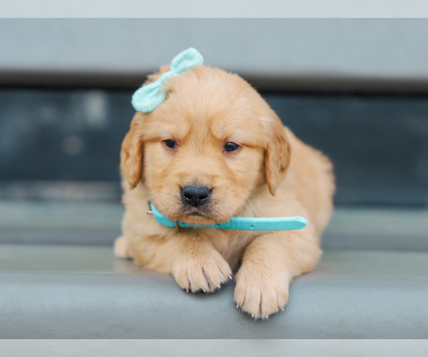 Medium Photo #3 Golden Retriever Puppy For Sale in LIBERTY, KY, USA