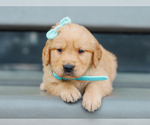Small #2 Golden Retriever