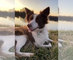 Small Photo #1 Border Collie-Papillon Mix Puppy For Sale in CULPEPER, VA, USA