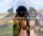 Small Photo #9 German Shepherd Dog Puppy For Sale in CHRISNEY, IN, USA