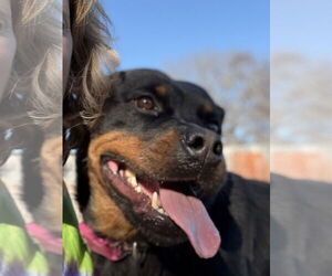 Rottweiler Dogs for adoption in Mooresville, NC, USA